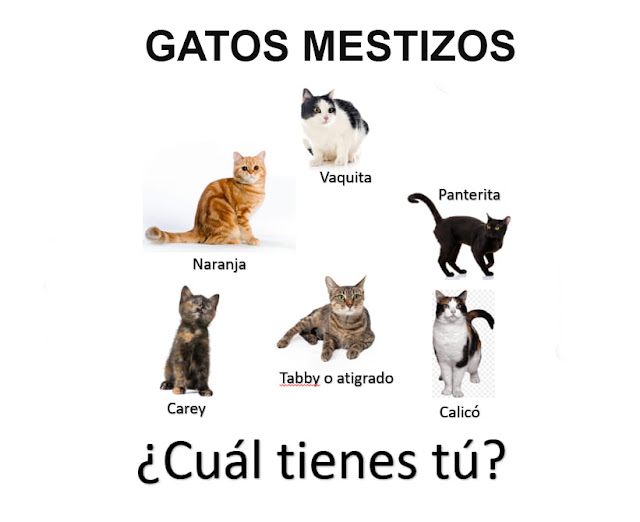 Descubriendo los Encantos de los Gatos Mestizos: Características y Consejos