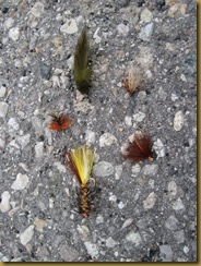 IMG_1732 IMG_1732