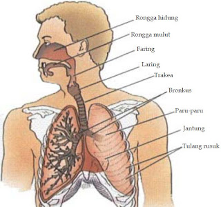 Hasil gambar untuk organ organ pernapasan pada manusia