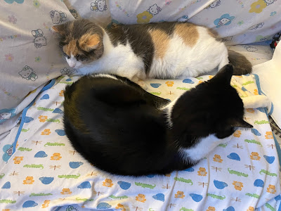 two cats on a heated bed