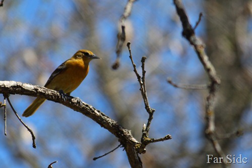 Female Baltimore Oriole