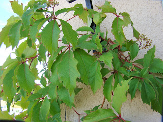 Parra virgen o enredadera de Virginia (Parthenocissus quinquefolia (L.) Planch.).