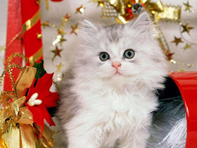 Cute Christmas Kitten Wallpapers