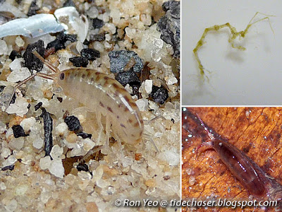 Amphipods (Order Amphipoda)