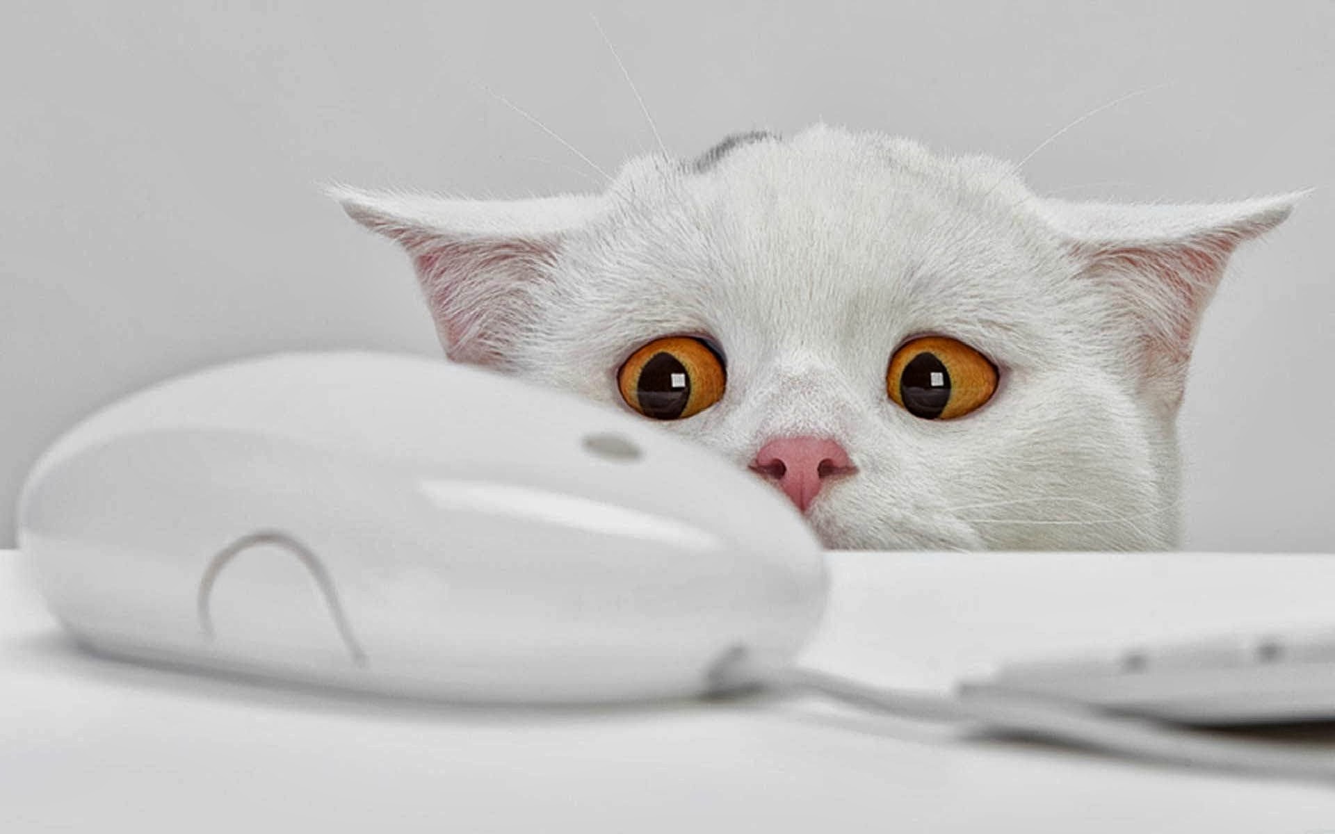 Funny Cat Face Computer Mouse 8t HD Wallpaper