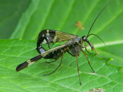 Imagenes de insectos increibles, mas info