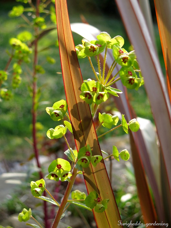 euphorbia martinii phormium