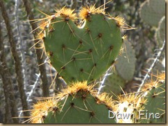 Desert museum_492