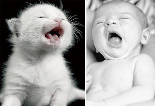 Imagenes fotos gatos tiernos 