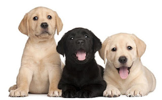 Labrador Retriever Puppy Pictures