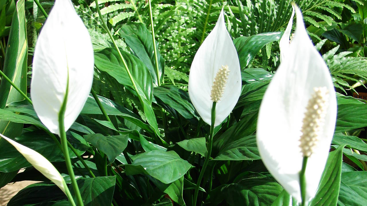 Cara Merawat Bunga  Peace Lily Agar Rajin Berbunga