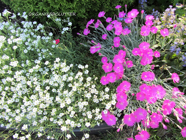 Dianthus:  A Cottage Garden Flower