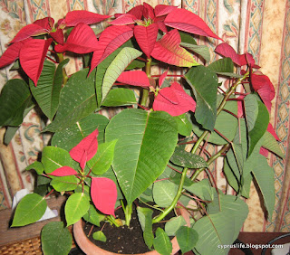 poinsettia plant from Kleima