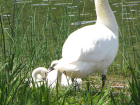 mute swan with babies