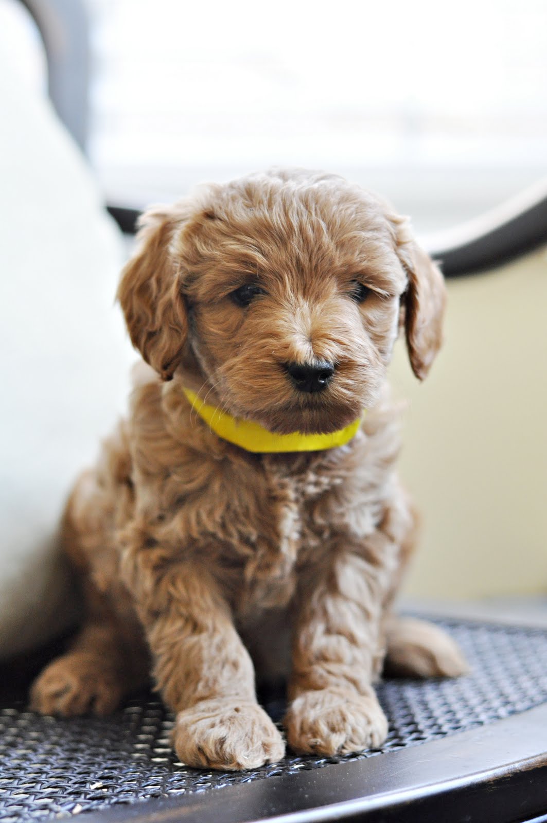 32 HQ Images Goldendoodle Breeders In Scotland : My Doodle Darlins Miniature and Petite Goldendoodle ...