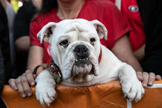 Bulldog emocionado por conocer a su ídolo, lo abraza y se niega a moverse