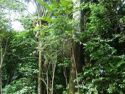 Floresta Nacional de Itaituba II - Pará