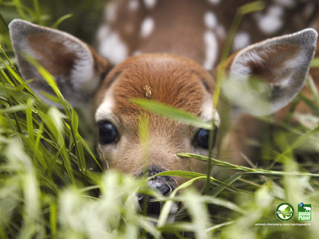 Spring Brings Baby Animals a Photo Layout