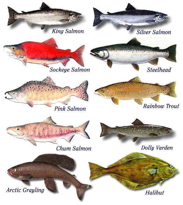 FRESH MARKET Jenis jenis Ikan  Salmon