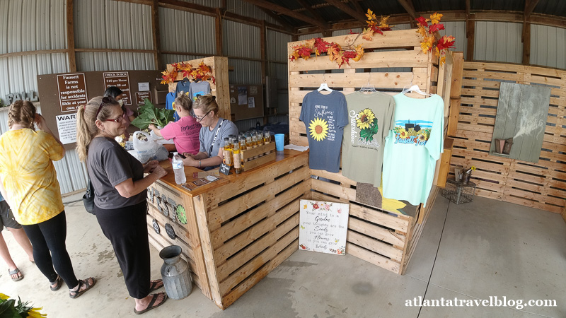 Fausett Farms sunflowers