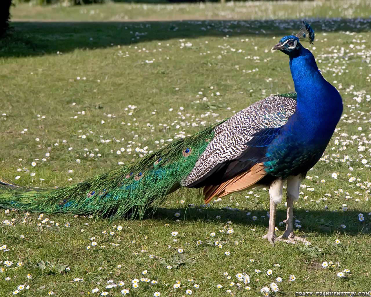 peacock wallpaper on Peacock Wallpaper  Wallpaper Peacock  Peacock Wallpaper For Desktop