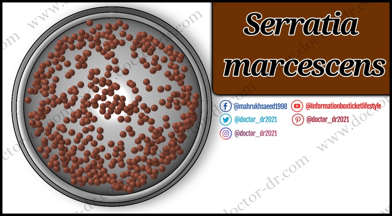 Overview of Serratia marcescens