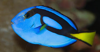 Surgeonfish