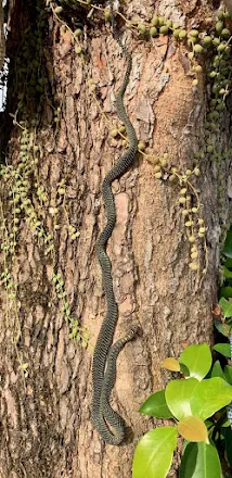 Paradise tree snake at Pulau Ubin