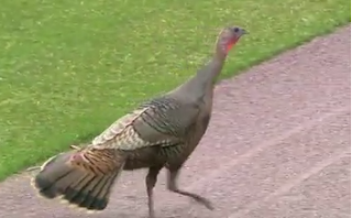 Turkey wanders onto field, Buffalo vs. Iowa, Triple-A baseball, 4/6/2022