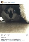 10 Foto Kucing yang Tampak Menyeramkam