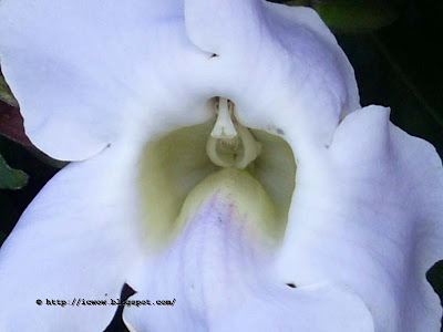 Bengal trumpet, Thunbergia grandiflora