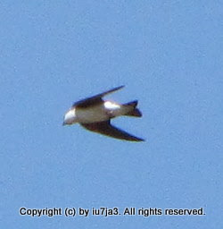 Tree Swallows Flying