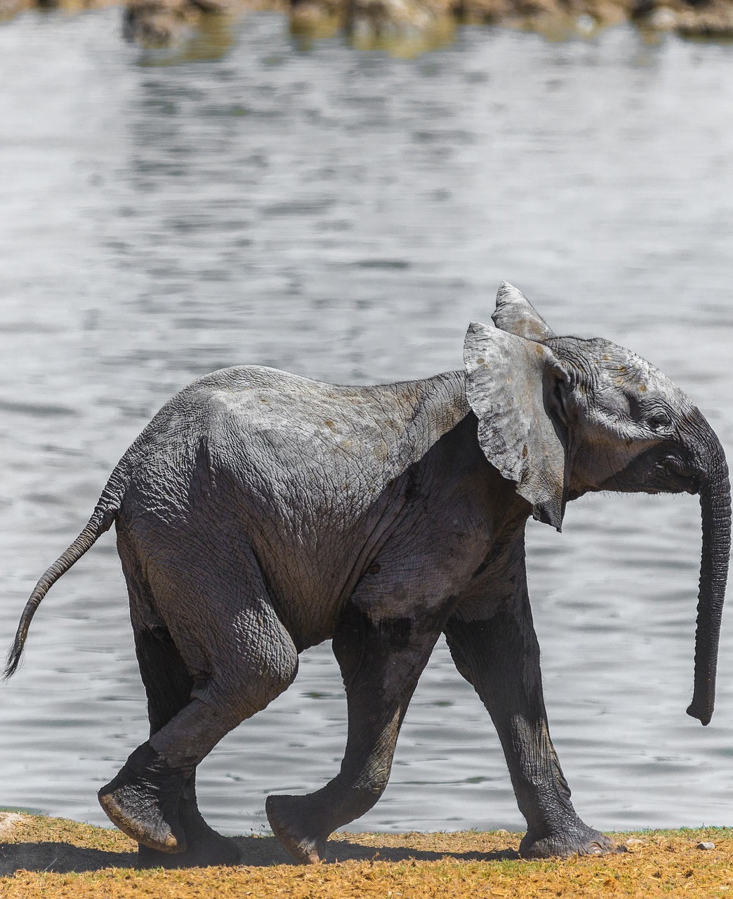 Cute baby elephant.