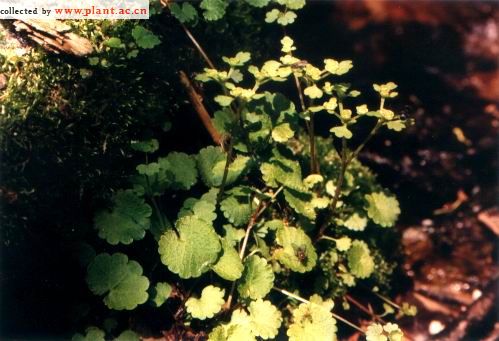 Селезёночник плетеносный (Chrysosplenium flagelliferum)