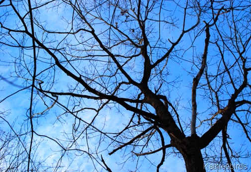 7. ice blue sky-kab