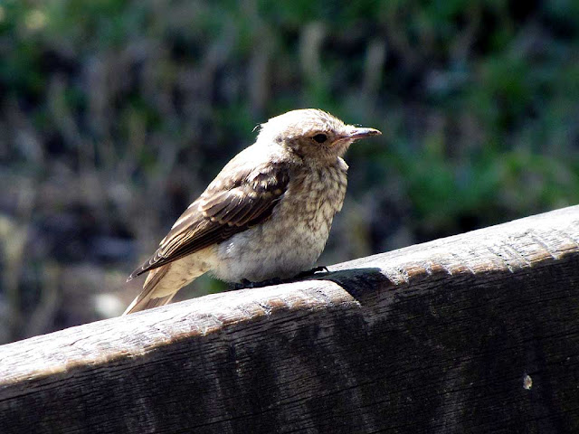 Little bird on a bench, Livorno