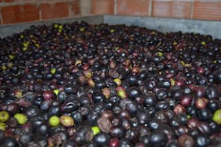 Aceitunas después de la criba.