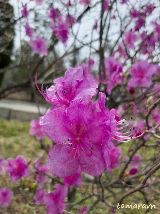 Рододендрон остроконечный (Rhododendron mucronulatum)