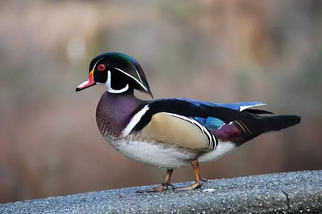 Top 10 most beautiful birds in the world