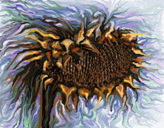 Sunflower Seed Head - Art by Sylvia Kay