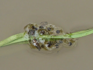 Bombina variegata (eggs) DSC43339