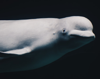 Darwinists believe that creatures associate with their closest relatives, ignoring the fact that our Creator likes diversity. Belugas are refuting a Darwinian concept.
