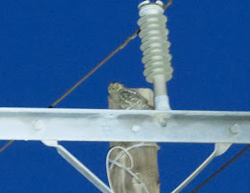 Cyprus Scops Owl - Cyprus