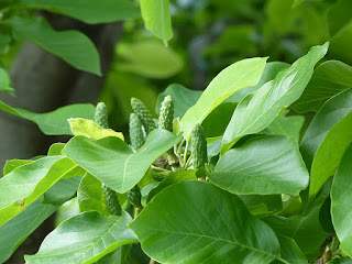 Magnolia x 'Elisabeth' - Magnolia x brooklynensis 'Elizabeth' - Magnolia acuminata x M. denudata