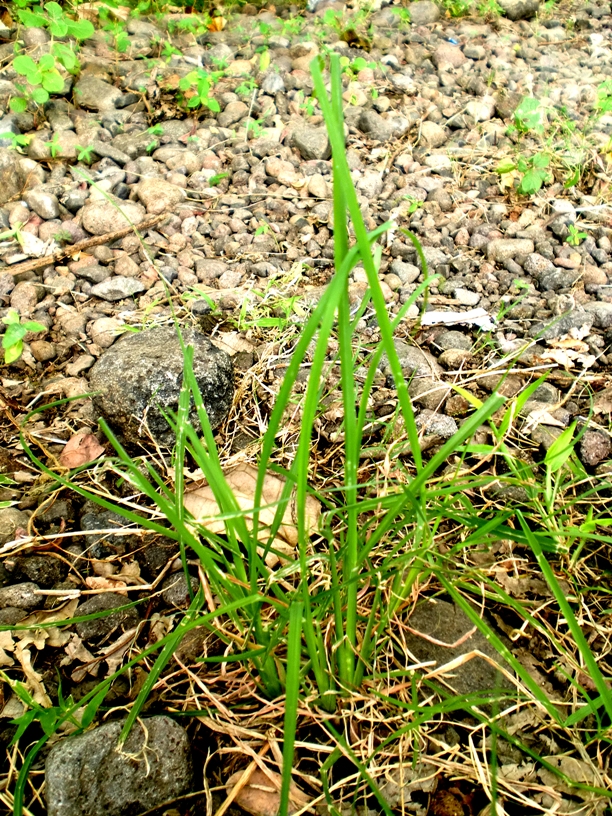 23+ Inspirasi Baru Klasifikasi Rumput