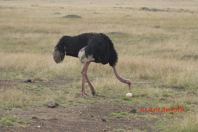 Ostrich, Masai Mara