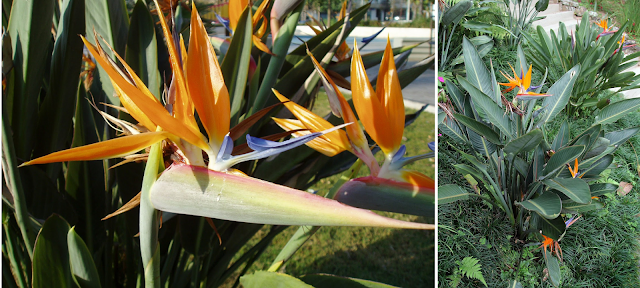 Gambar strelitzia