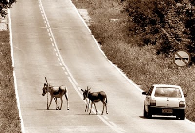 Aprovado Projeto de Lei a circulação de animais nas rodovias da Paraíba