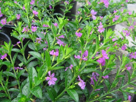 Pohon Taiwan Beauty Putih Ungu Tanaman Hias Tukang 