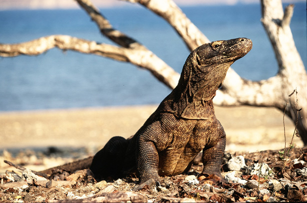 Pulau Komodo, Destinasi Wisata Kebanggaan Indonesia yang Mendunia